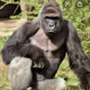 Meet your Posher, Bradi